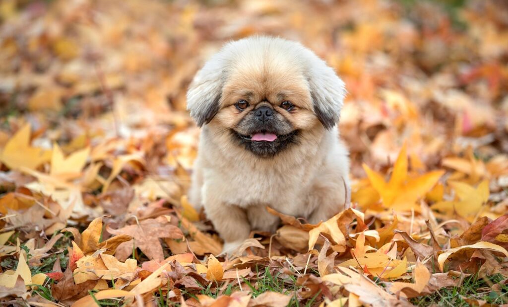 フィンペシアの価格はいくら？