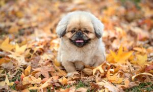 フィンペシアの価格はいくら？