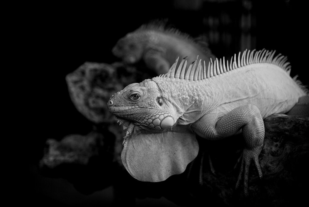 プロペシアとジェネリックの違いはどこにあるのか？