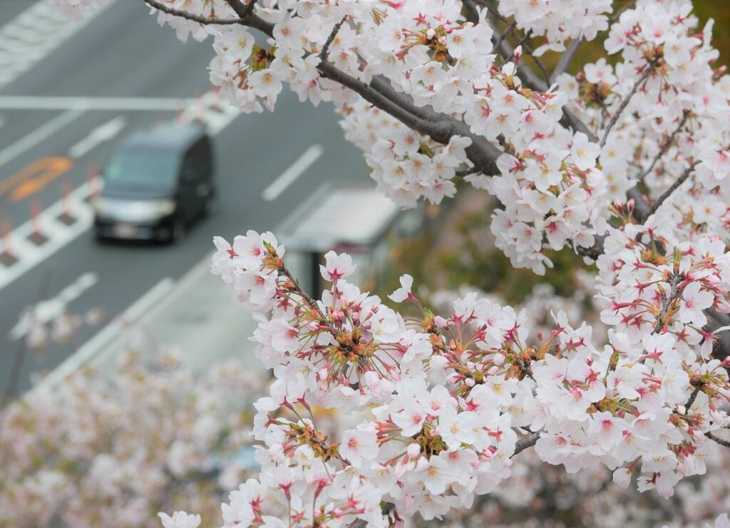 京都で受けられるAGAキャンペーンの詳細は？