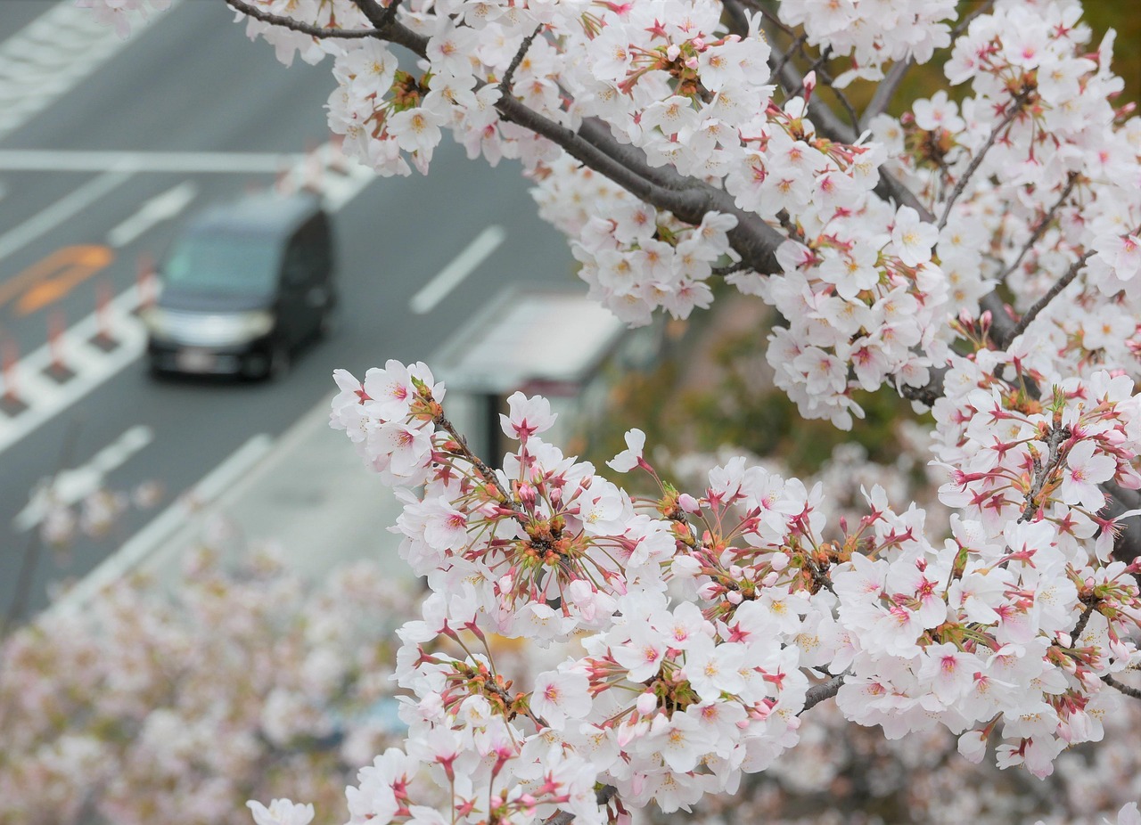 京都で受けられるAGAキャンペーンの詳細は？