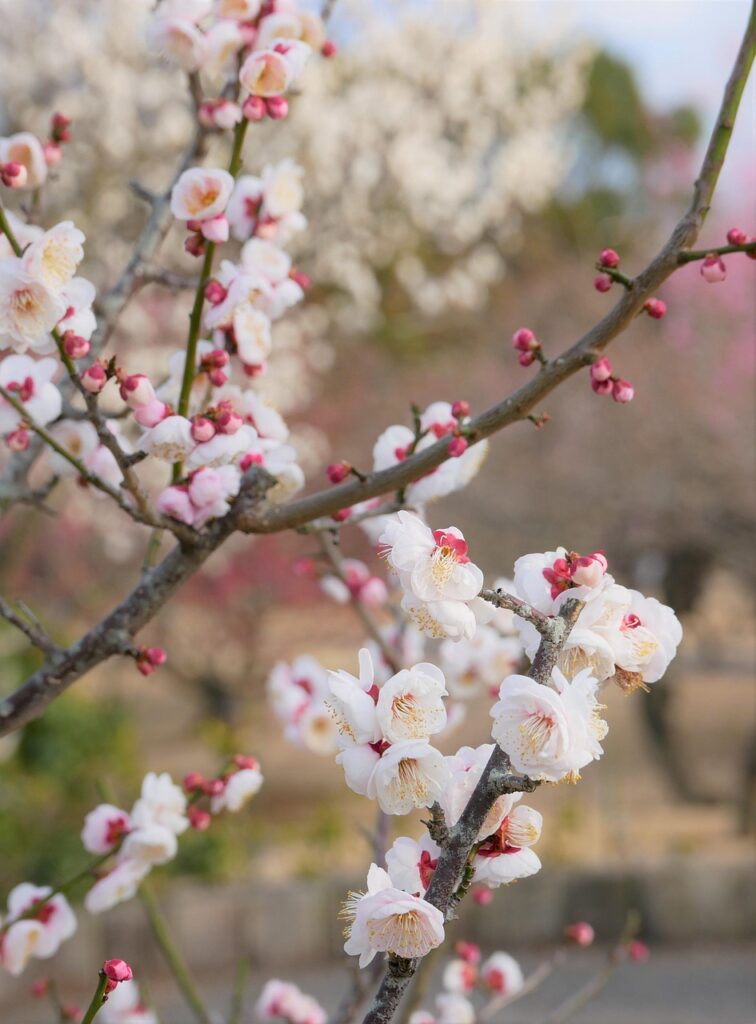 京都でAGA治療を受ける際に予約は必要ですか？