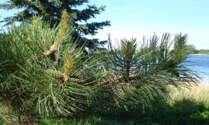 AGA治療の効果はいつから実感できるのか？